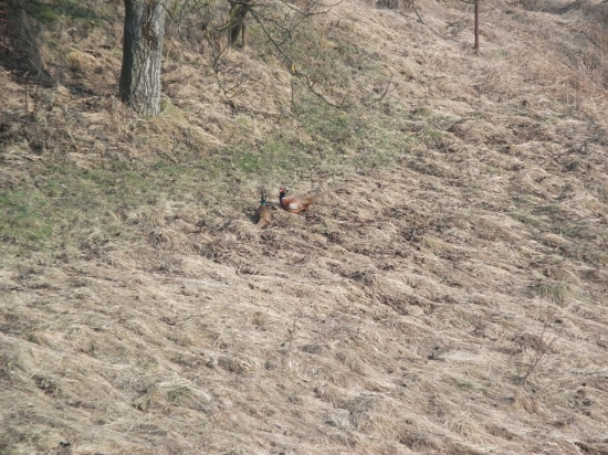 pokec kohútov pod orechom