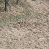 pokec kohútov pod orechom