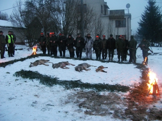 lovci vlkov