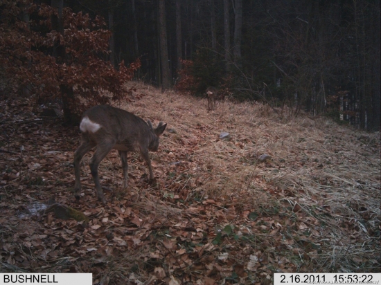 srnčí na ochozu