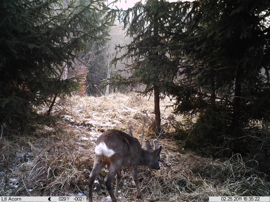 test nové Ltl Acorn, velmi pěkné rozlišení