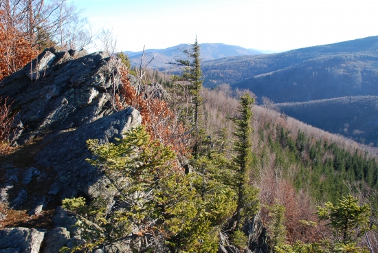 Rychlebky tento týden