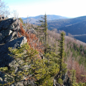 Rychlebky tento týden