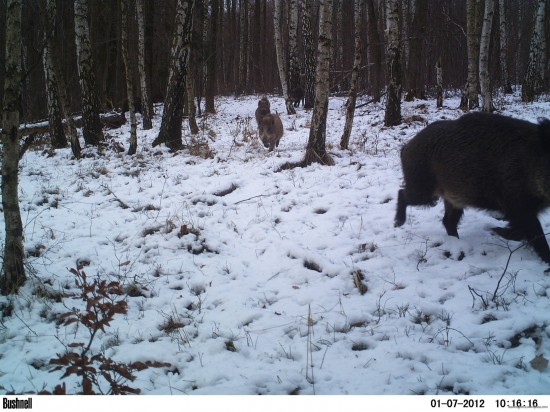 pěkně v zástupu po kraji svahu...