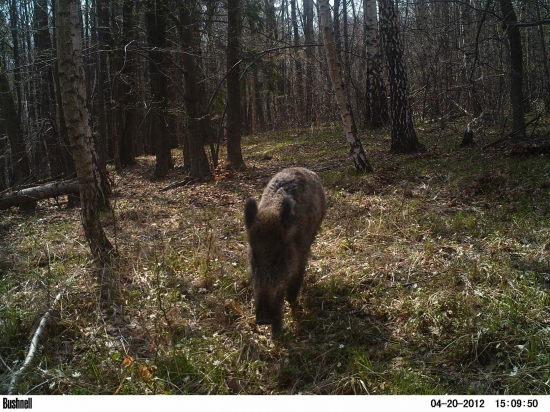 Sus scrofa