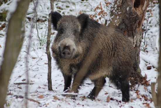 Prase divoké, našoulané