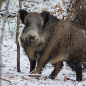Prase divoké, našoulané