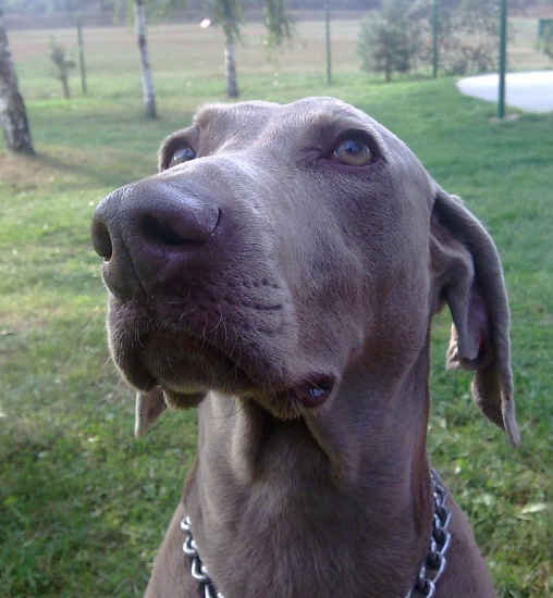 DALMA - čakanie na výsledky zo skúšok