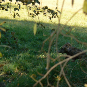 Skamenelé prasiatko