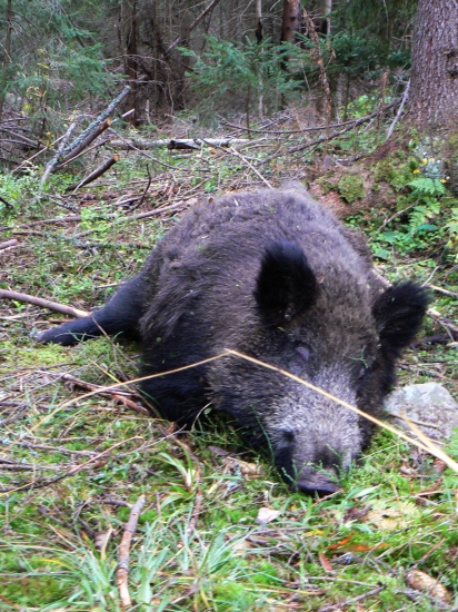 Ked pytliak zle trafí 2