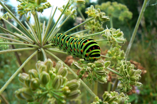 Podľa mojej sestry je toto najkrajšia húsenica na svete