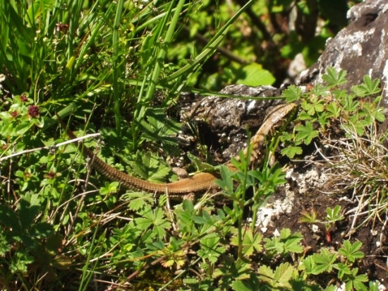 Prekvapenie v tráve