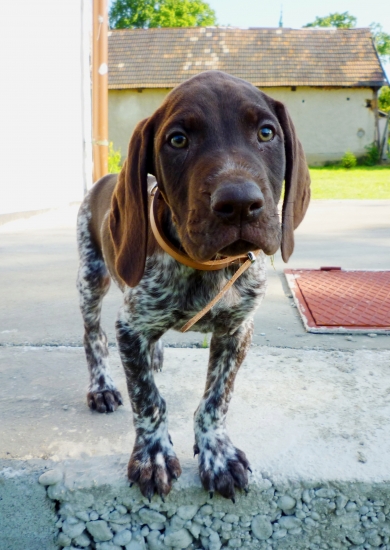 Dik z Potôňskej lúky alias Baron