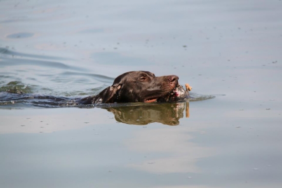 Aport kačice z vody