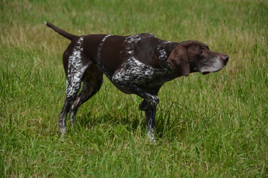 Vystavenie prepelice