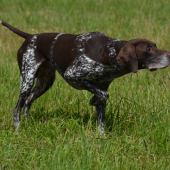 Vystavenie prepelice