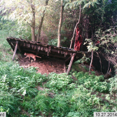 záškodník