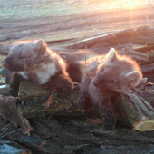 kuna lesná a skalná