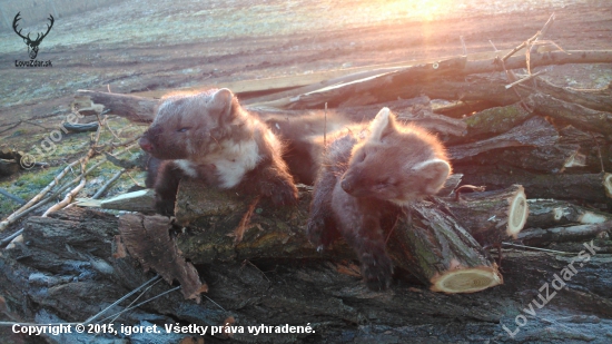 kuna lesná a skalná
