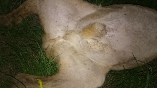 ulovený srnec bez ....?