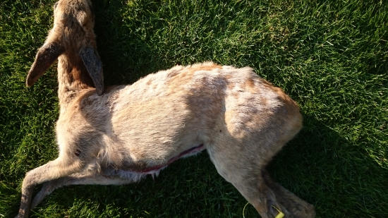 Oboustraný kriptorchismus