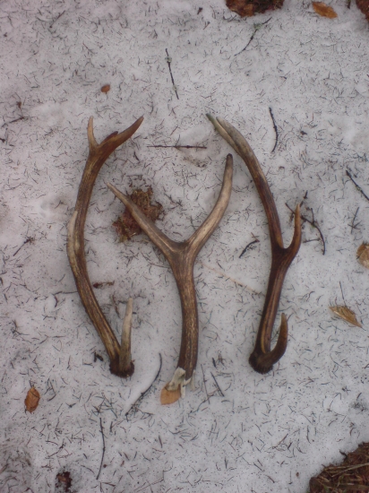 dnesny 10 torak a ulomeny kus z ruje