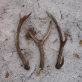 dnesny 10 torak a ulomeny kus z ruje