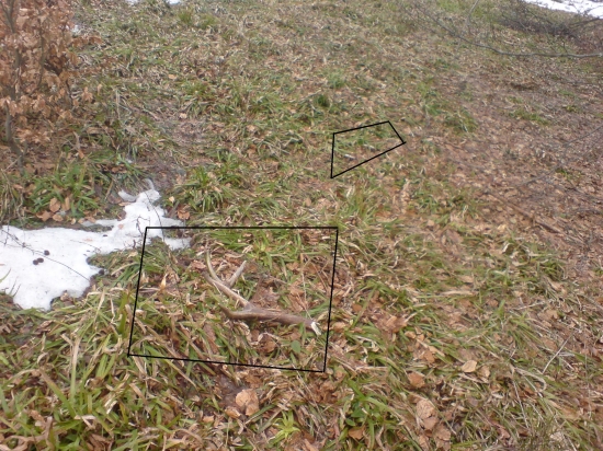 para ten druhy skoro nevydno - minulorocne