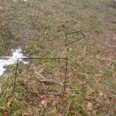 para ten druhy skoro nevydno - minulorocne