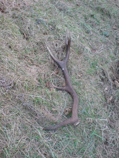 87cm 1.7 kg najväčší čo som doteraz našiel