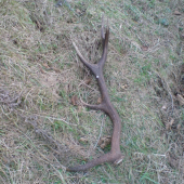 87cm 1.7 kg najväčší čo som doteraz našiel