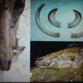 diviak 17cm