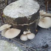 hliva ustricova