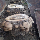 hliva ustricova