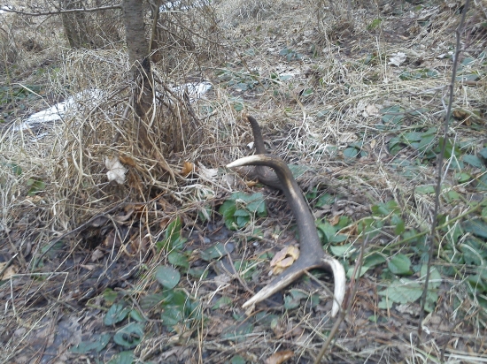 štartovací 2kg štastia 166.25 C.I.C.