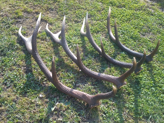 ani jedna ľava strana škoda