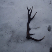 čergovský 6 rokov bronz