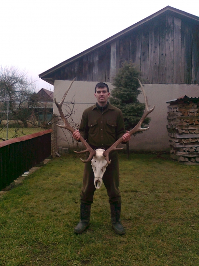januárový vyradový jelen
