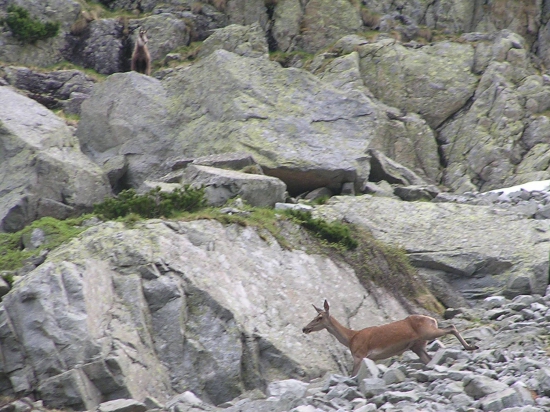 jelenica plus kamzík