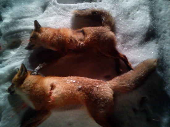 5-6 v novom roku z toho 3 prašivá