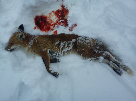 Vporadí 9 z toho 4 prašivá