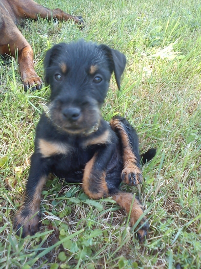 Bax Pohranická Perla