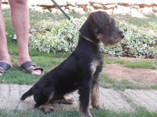 Bax Pohranická Perla 4 mesiace