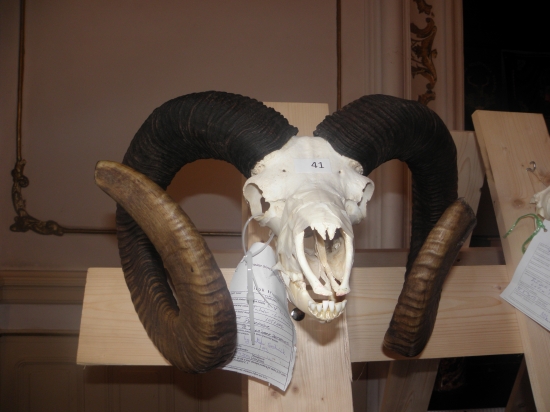 Atu je kapitálny muflon 232,65