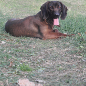Darka