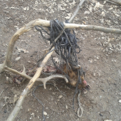 Ked som niesol sol do solisk