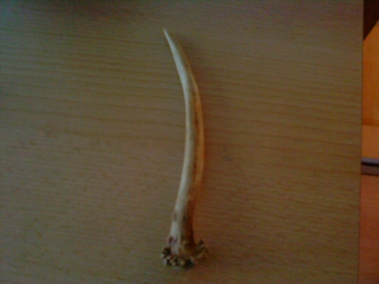 prvy srnči .....kamaratov...