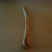 prvy srnči .....kamaratov...