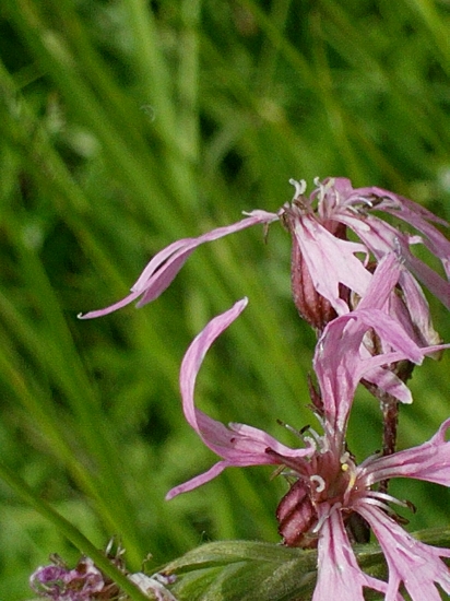 ako sa vola ten kvet ?