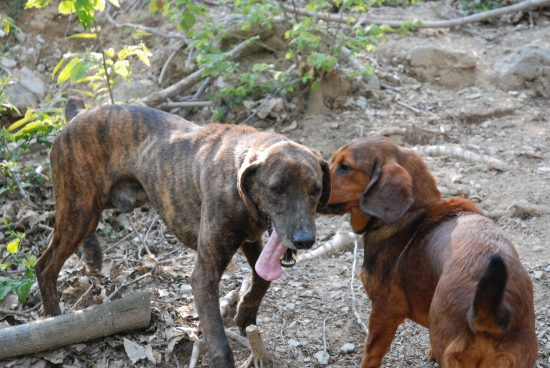 Segugio maremmano a dachsbracke